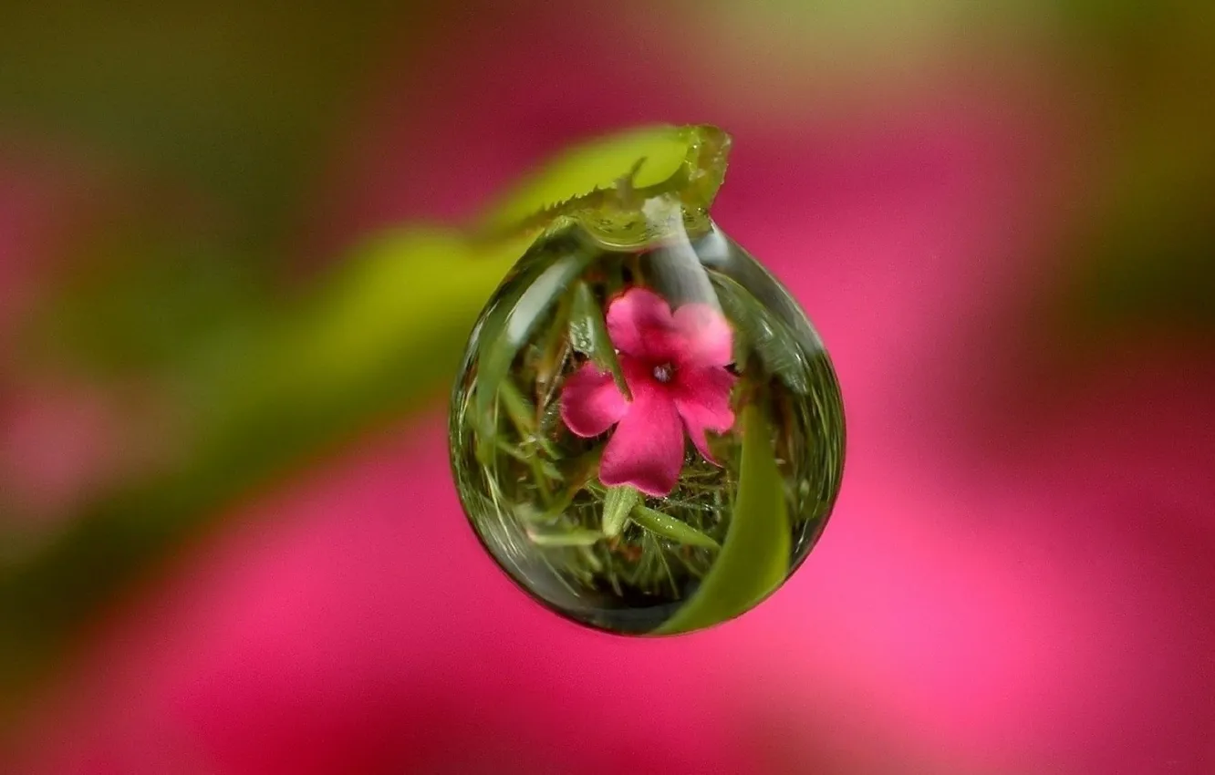 Photo wallpaper NATURE, GRASS, ROSA, WATER, DROPS, REFLECTION, LEAF, STEM