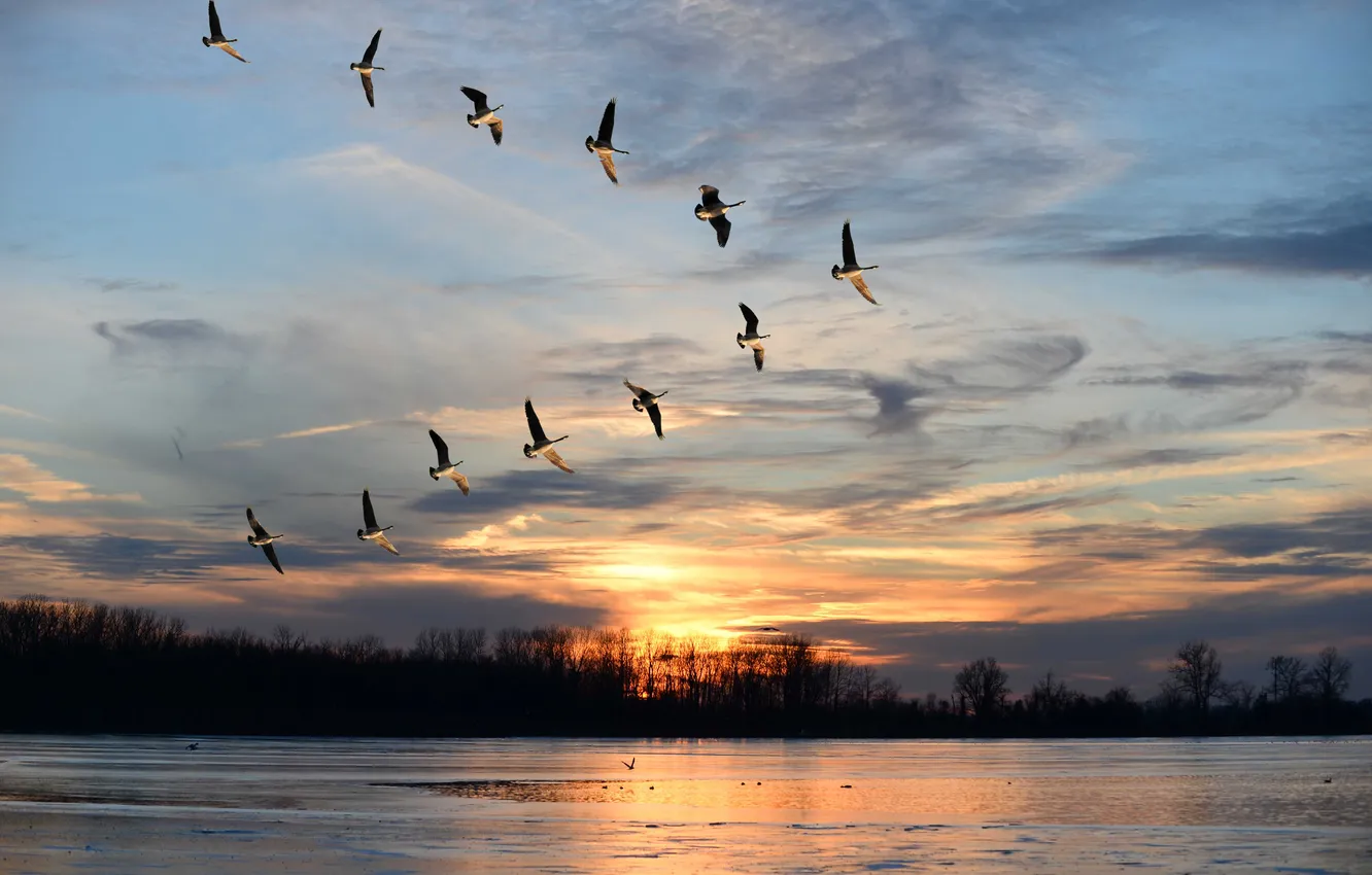 Photo wallpaper the sky, clouds, flight, landscape, nature, animal, horizon, a flock of birds