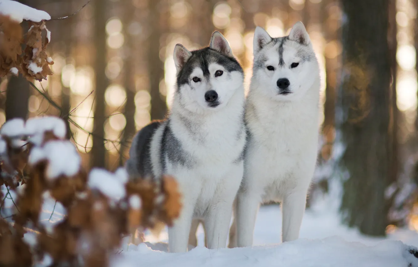 Photo wallpaper winter, forest, dogs, eyes, look, leaves, light, snow