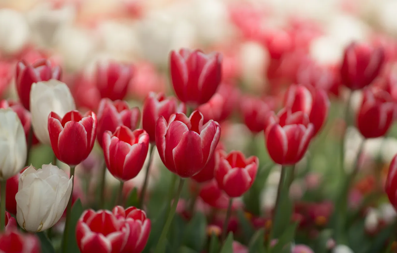 Photo wallpaper flowers, tulips, red, white
