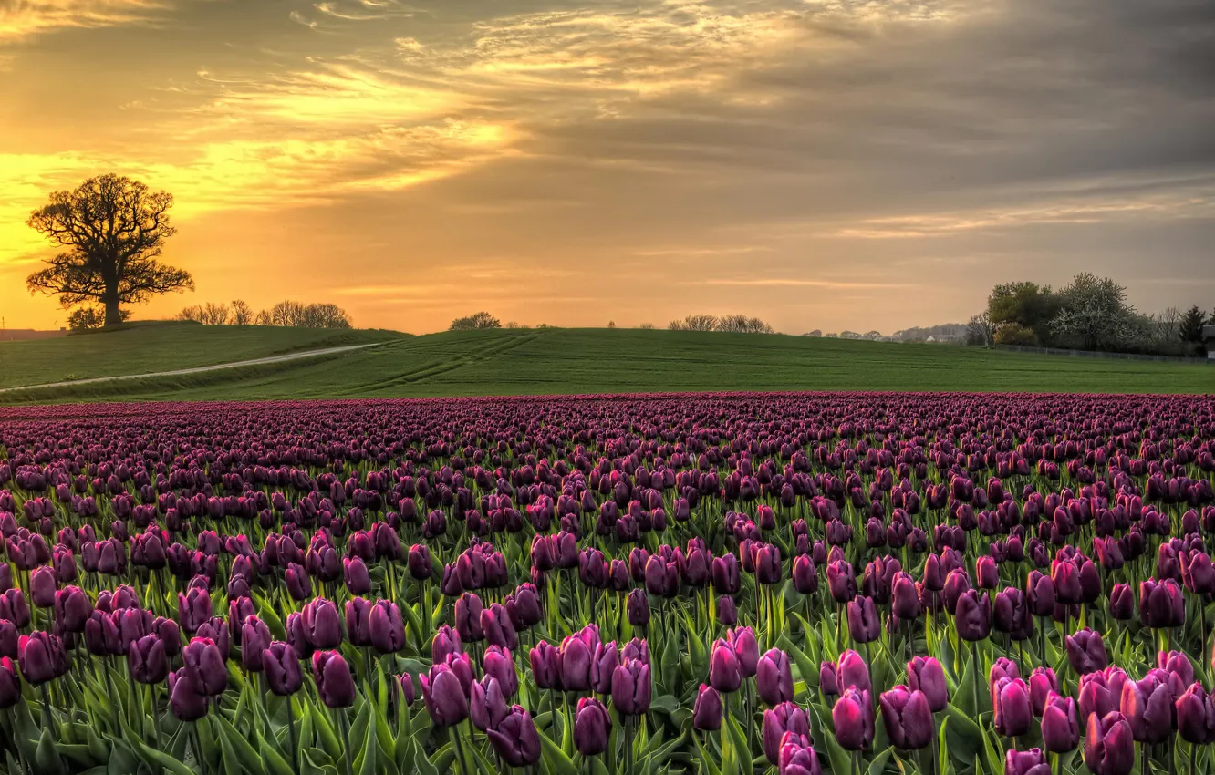Photo wallpaper field, the sky, sunset, nature, Denmark, tulips