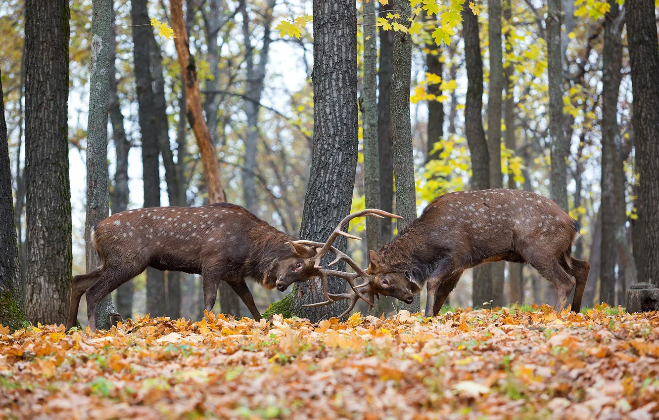 Photo wallpaper forest, fight, deer, territory