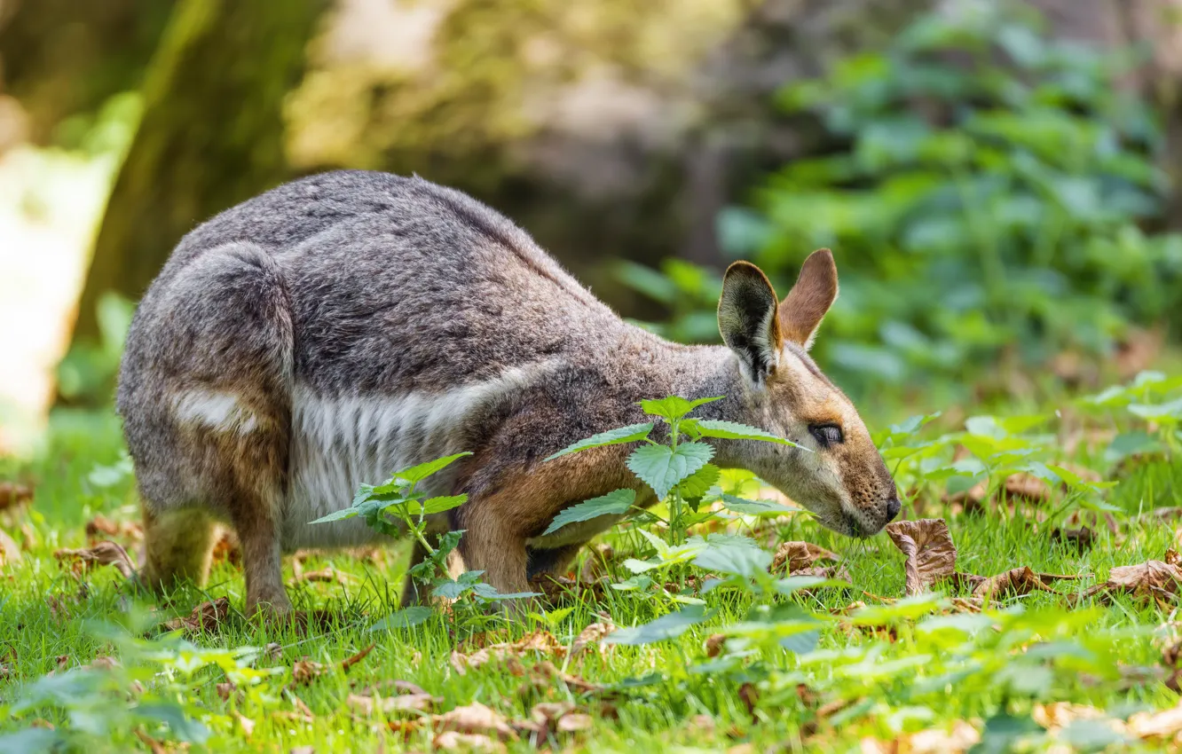 Photo wallpaper grass, pose, kangaroo