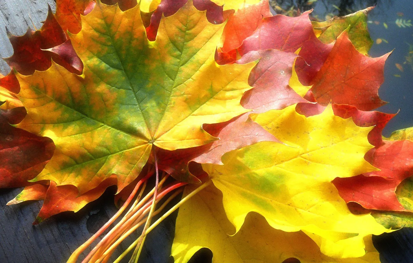 Photo wallpaper colorful, maple leaves, autumn leaves