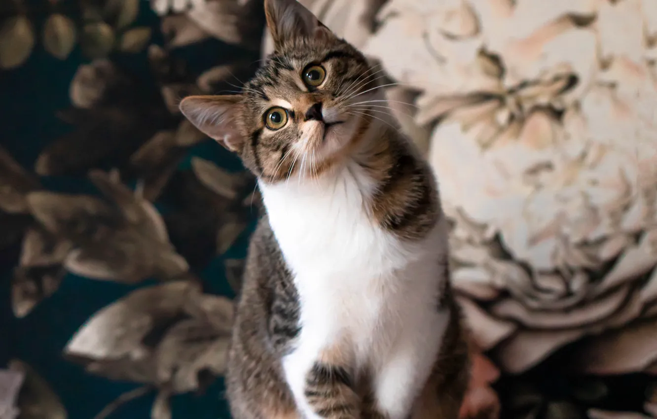 Photo wallpaper cat, cat, look, pose, face