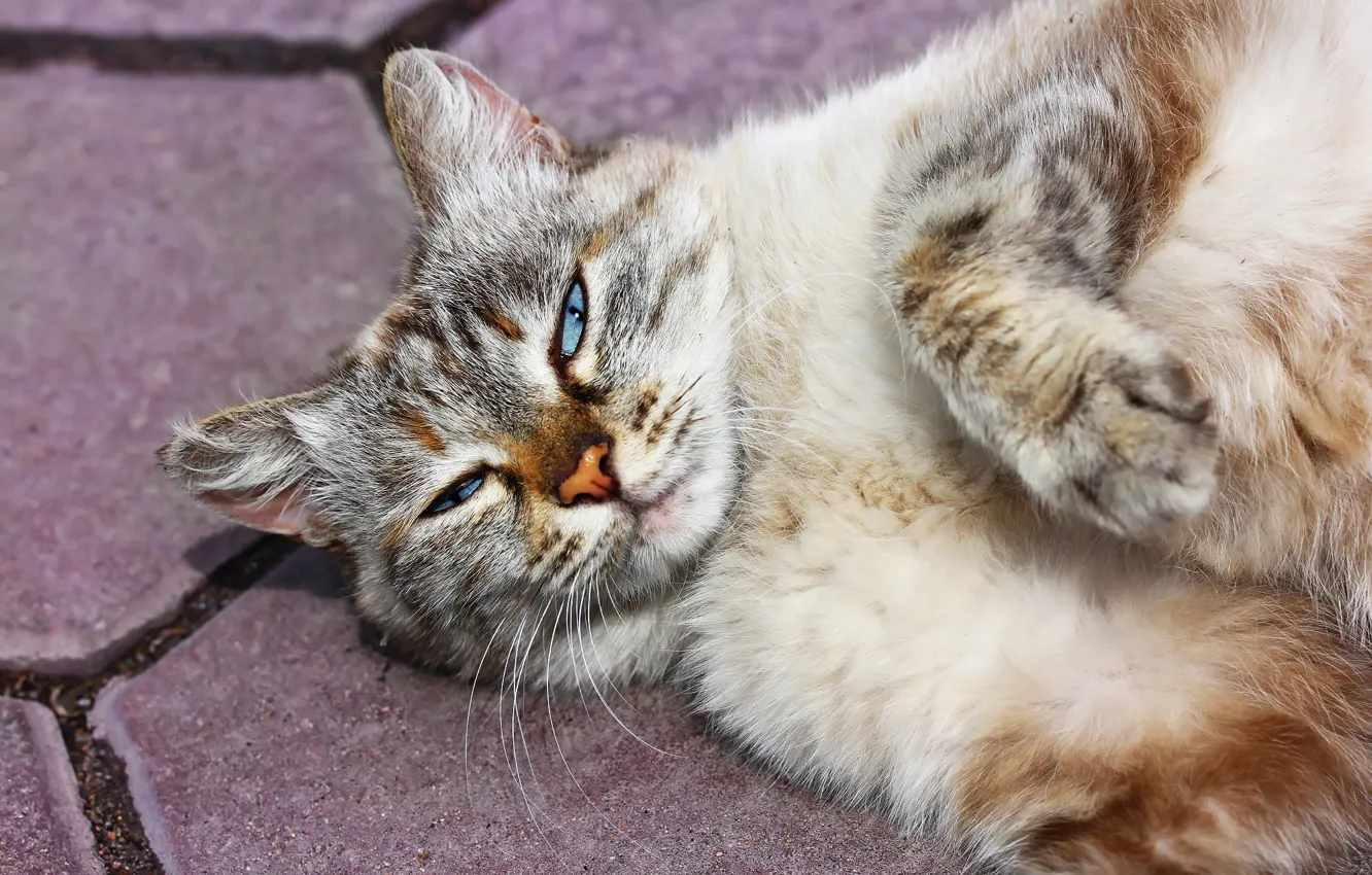 Photo wallpaper cat, face, cat