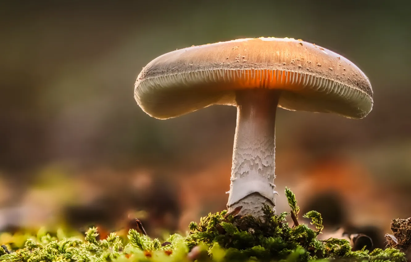 Photo wallpaper forest, mushrooms, bokeh