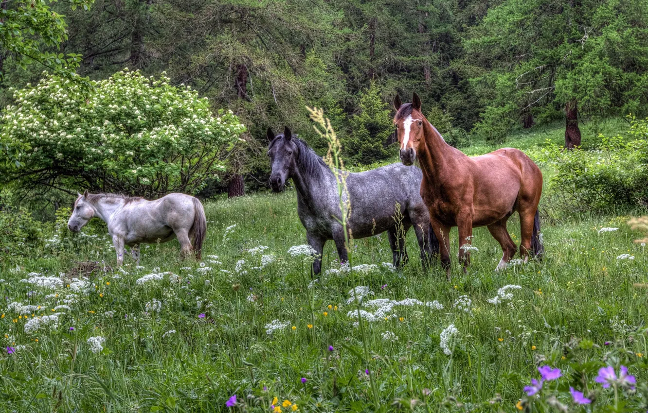 Photo wallpaper horse, meadow, grass, trio, meadow flowers