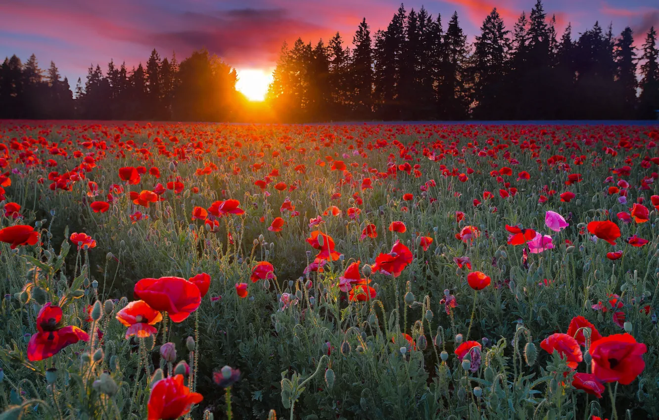 Photo wallpaper field, flowers, Maki