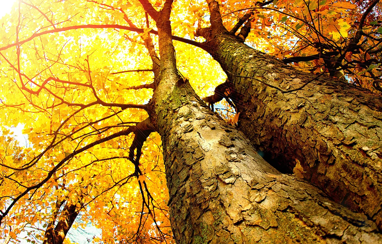 Photo wallpaper autumn, leaves, trees, trunks