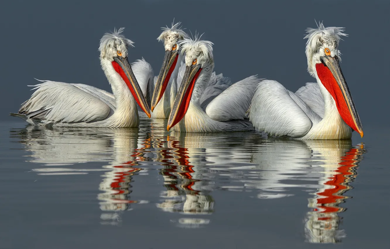 Photo wallpaper bird, Pelican, Dalmatian Pelican