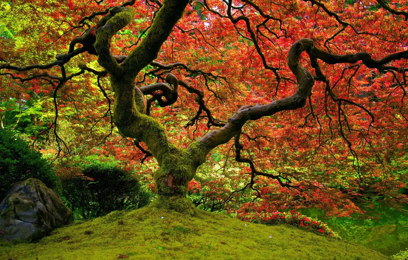 Photo wallpaper red, nature, maple, Japanese garden