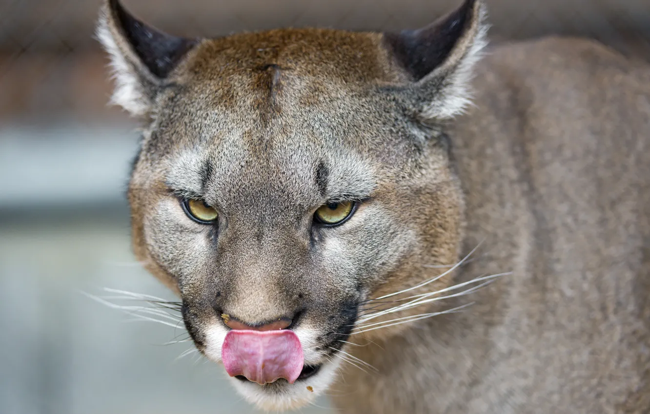 Photo wallpaper language, cat, look, Puma, mountain lion, Cougar, ©Tambako The Jaguar