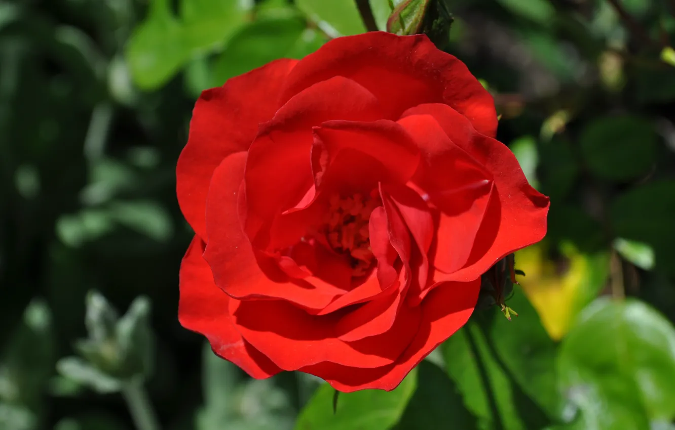 Photo wallpaper Bokeh, Bokeh, Red rose, Red rose