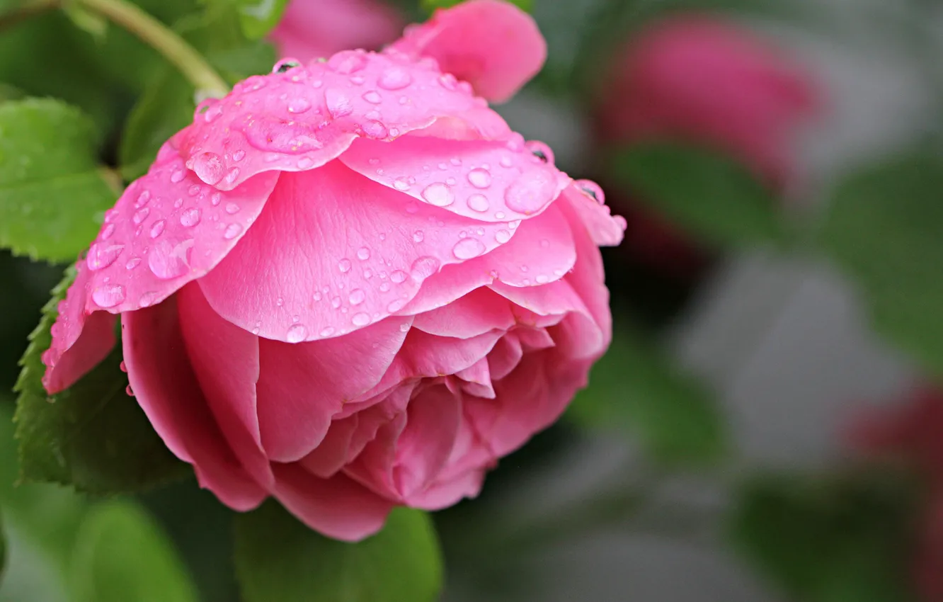 Photo wallpaper Pink rose, drops, the leaves of roses