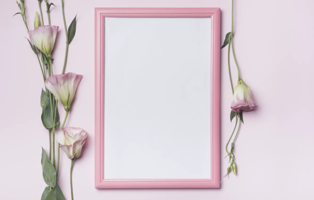 Photo wallpaper flowers, background, frame, pink, pink, flowers, eustoma, frame