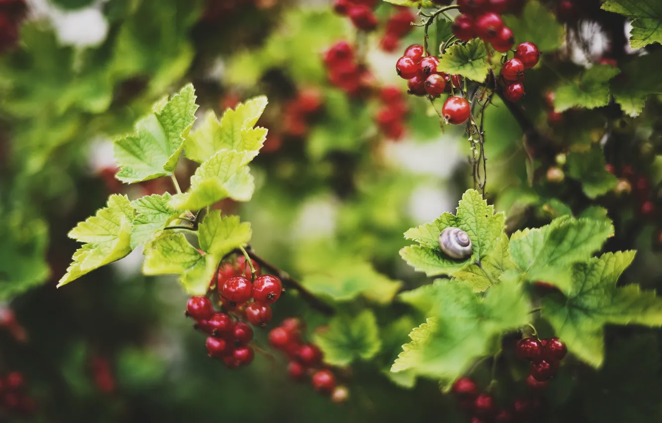 Photo wallpaper summer, nature, snail, currants