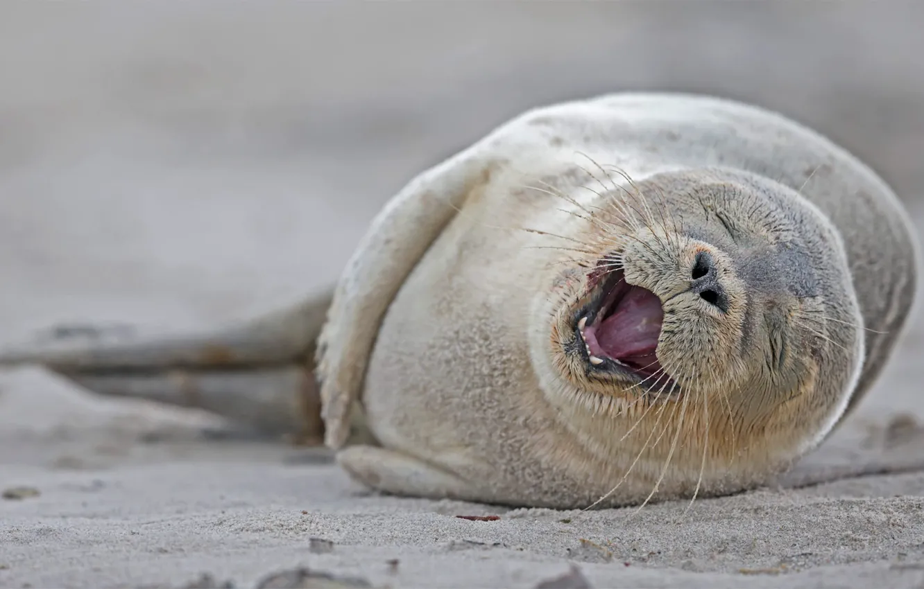 Photo wallpaper smile, cub, common seal