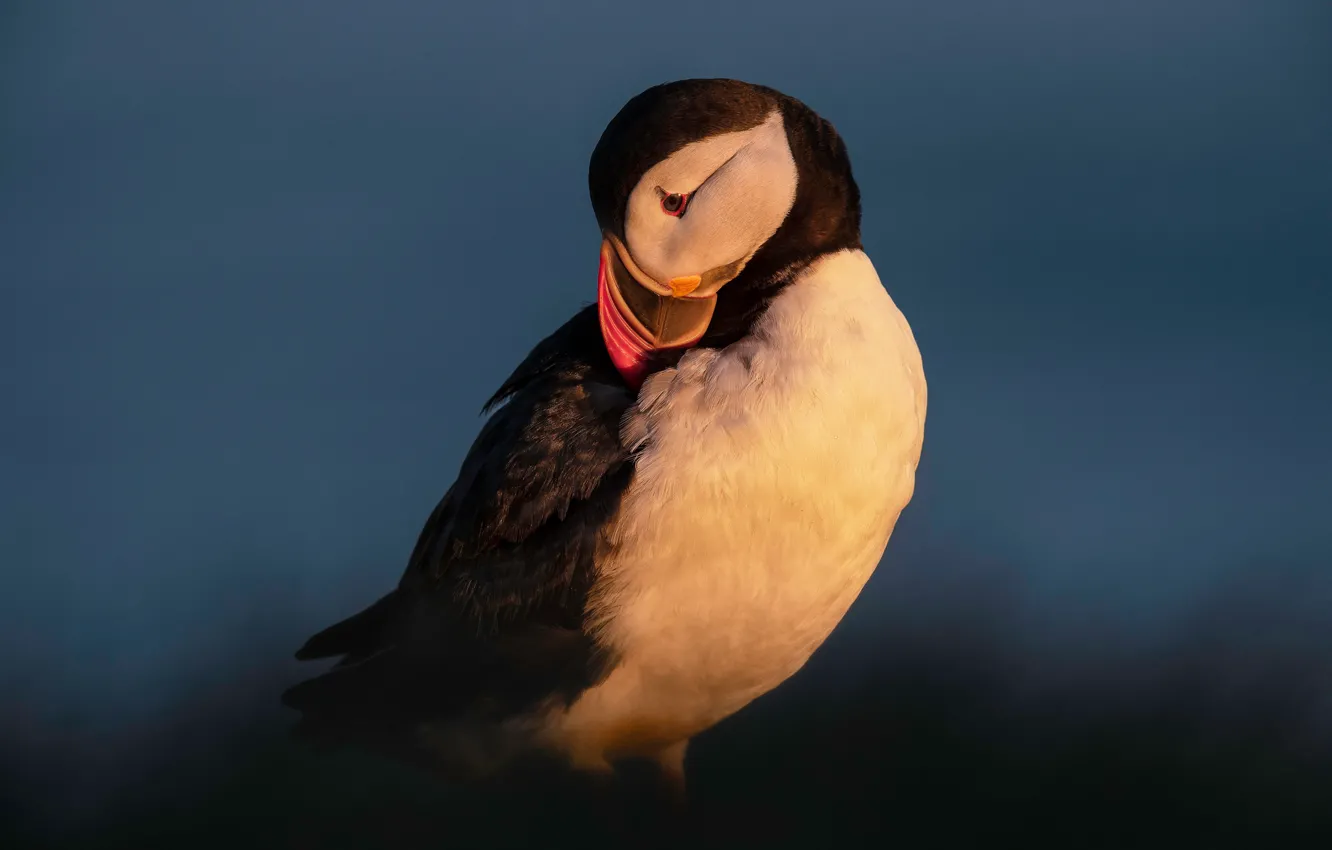 Photo wallpaper light, night, pose, the dark background, bird, the evening, stalled