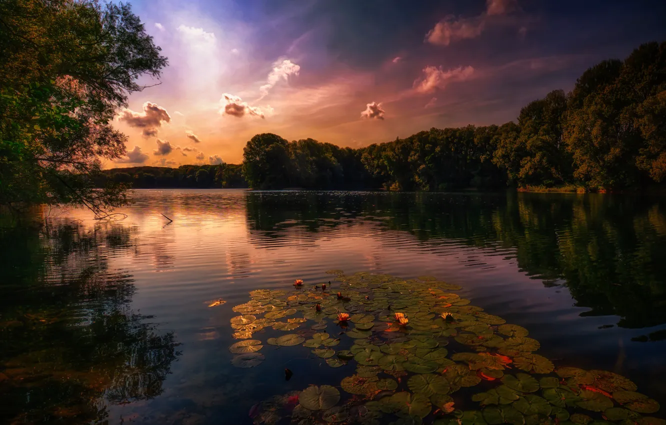 Photo wallpaper sunset, lake, water lilies