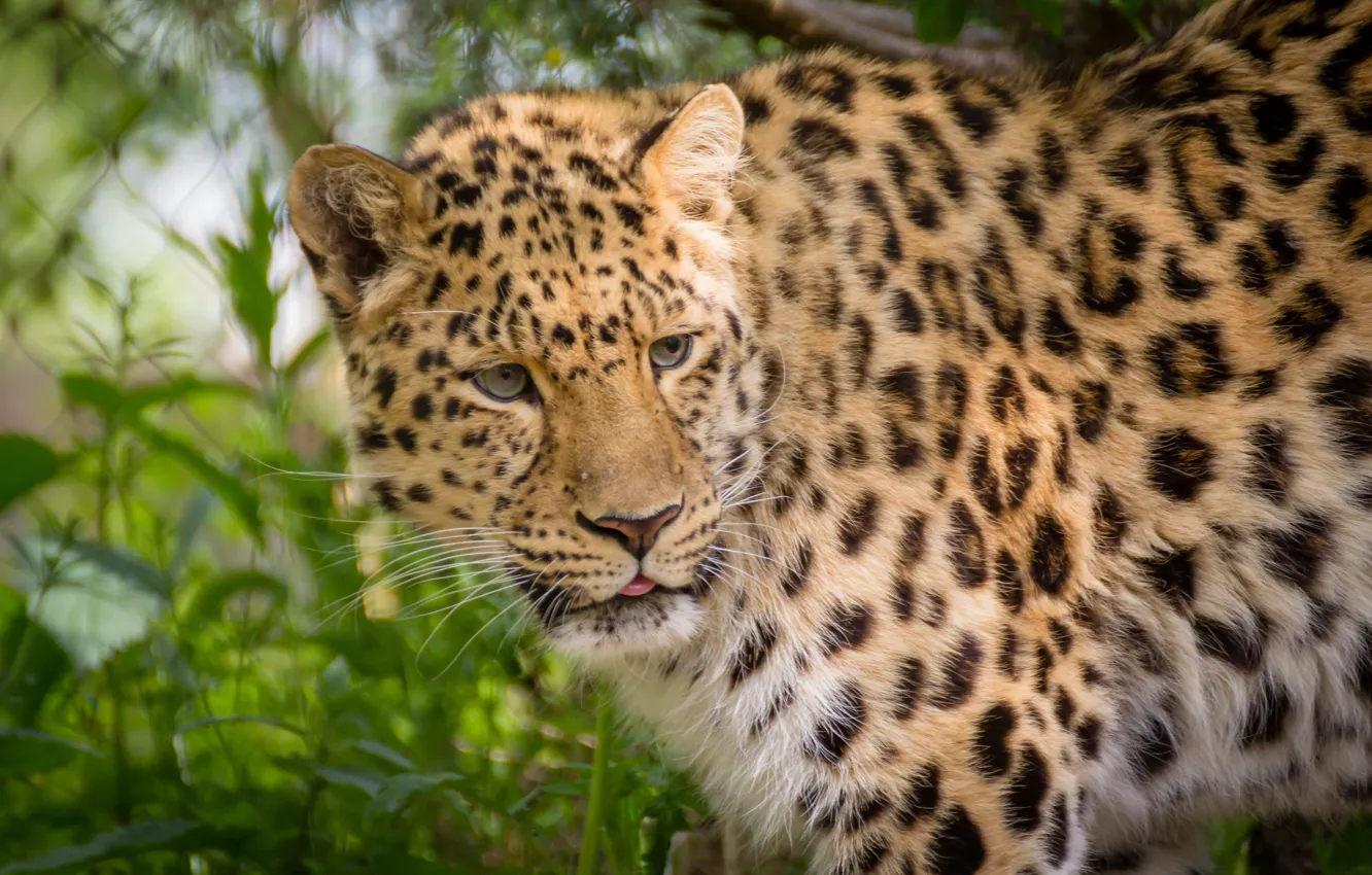 Photo wallpaper leopard, wild cat, The Amur leopard