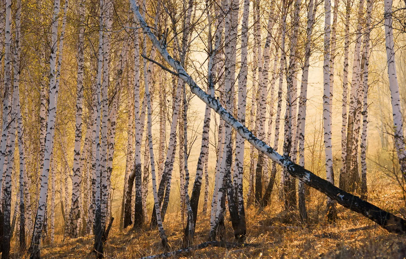 Photo wallpaper autumn, nature, birch