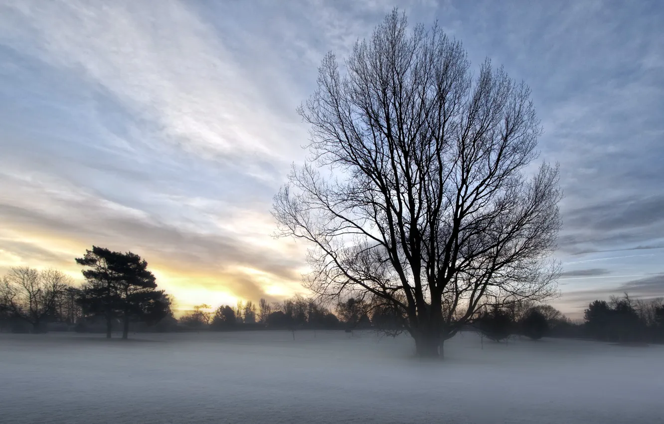 Photo wallpaper field, trees, fog