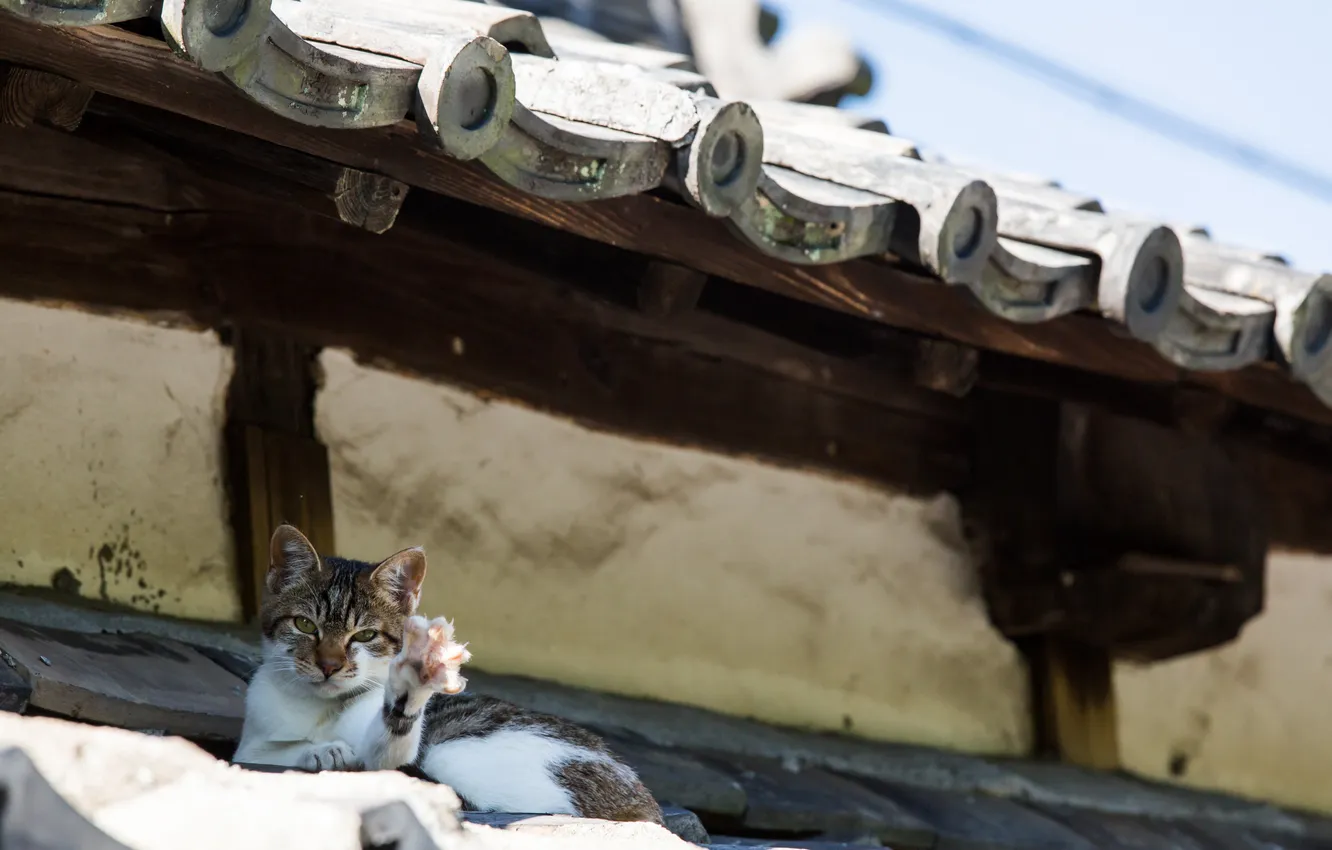 Photo wallpaper roof, cat, home, Koshak, Hello