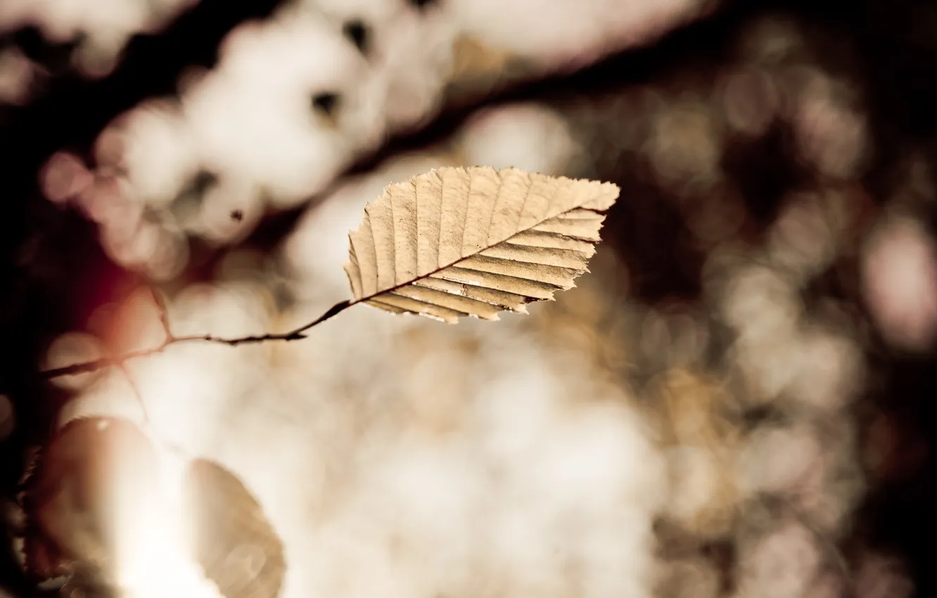 Photo wallpaper autumn, leaves, nature