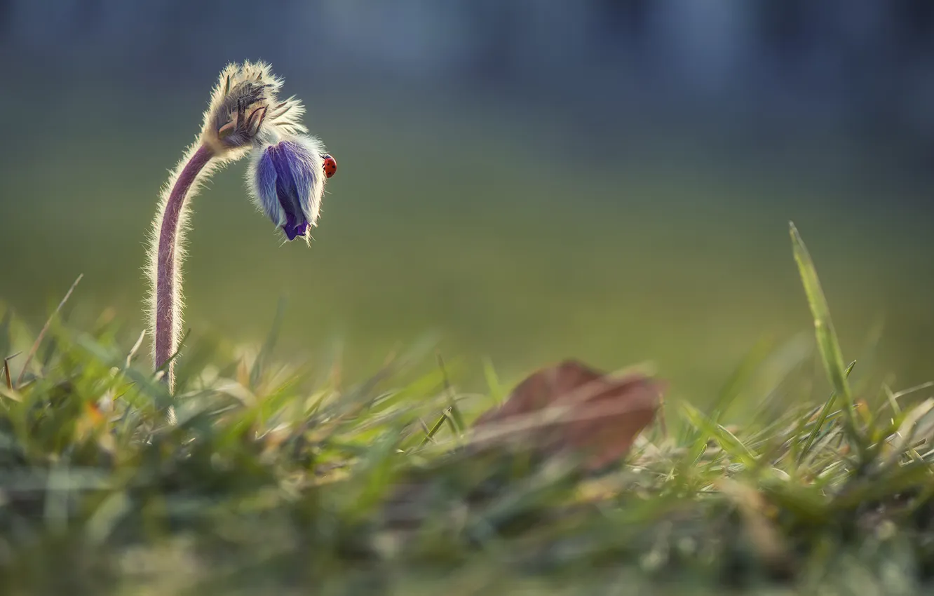 Photo wallpaper grass, flowers, ladybug, buds