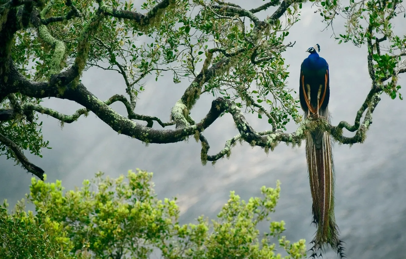 Photo wallpaper colorful, jungle, tree, mist, peacock