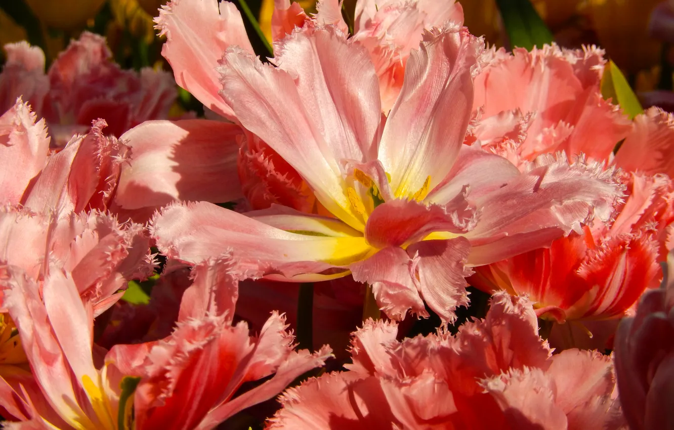 Photo wallpaper flowers, widescreen, Wallpaper, Tulip, spring, tulips, wallpaper, widescreen