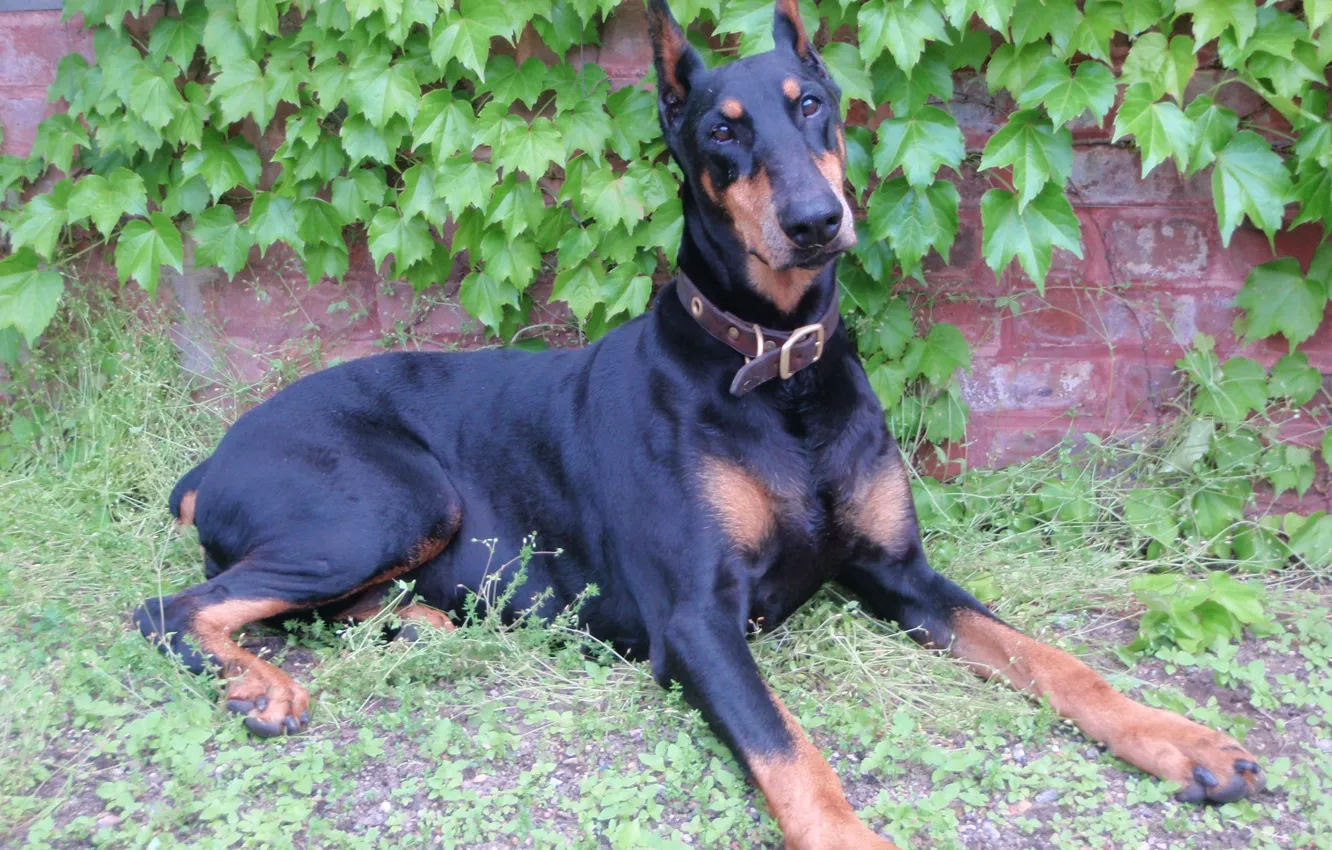 Photo wallpaper elegant, wild grapes, doberman, Pinscher