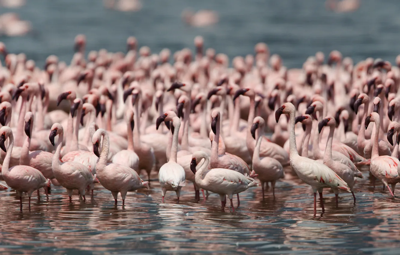 Photo wallpaper birds, Flamingo, population