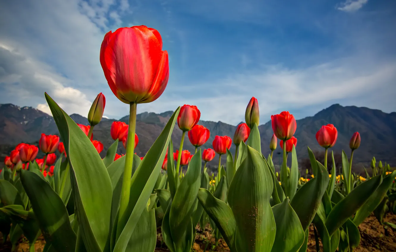 Photo wallpaper mountains, spring, tulips