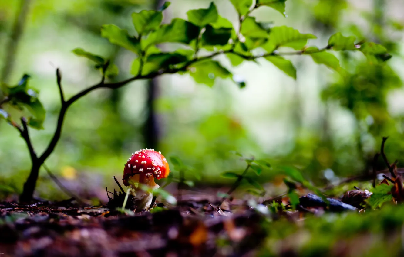 Photo wallpaper forest, nature, mushroom