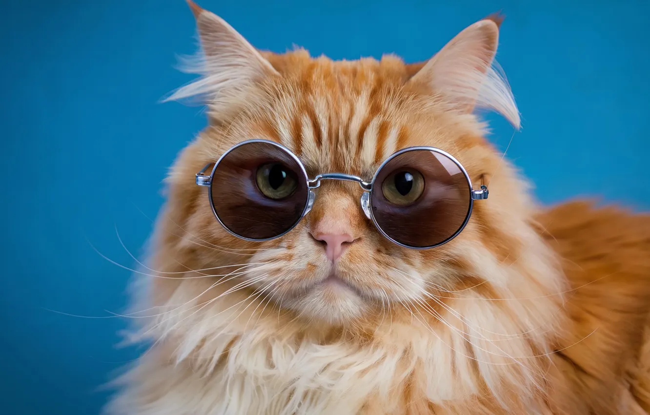 Photo wallpaper cat, cat, look, pose, portrait, fluffy, red, face