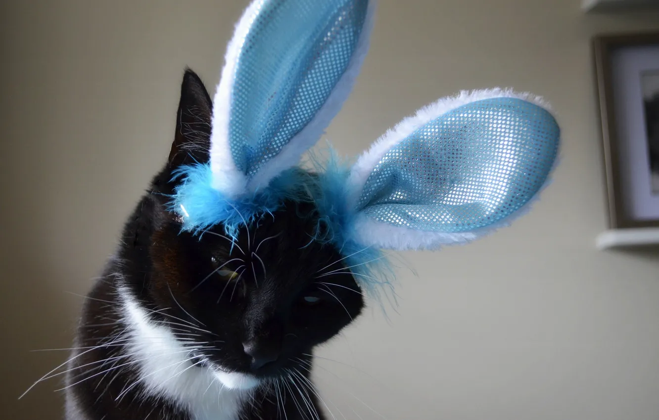 Photo wallpaper cat, black and white, ears, the trick