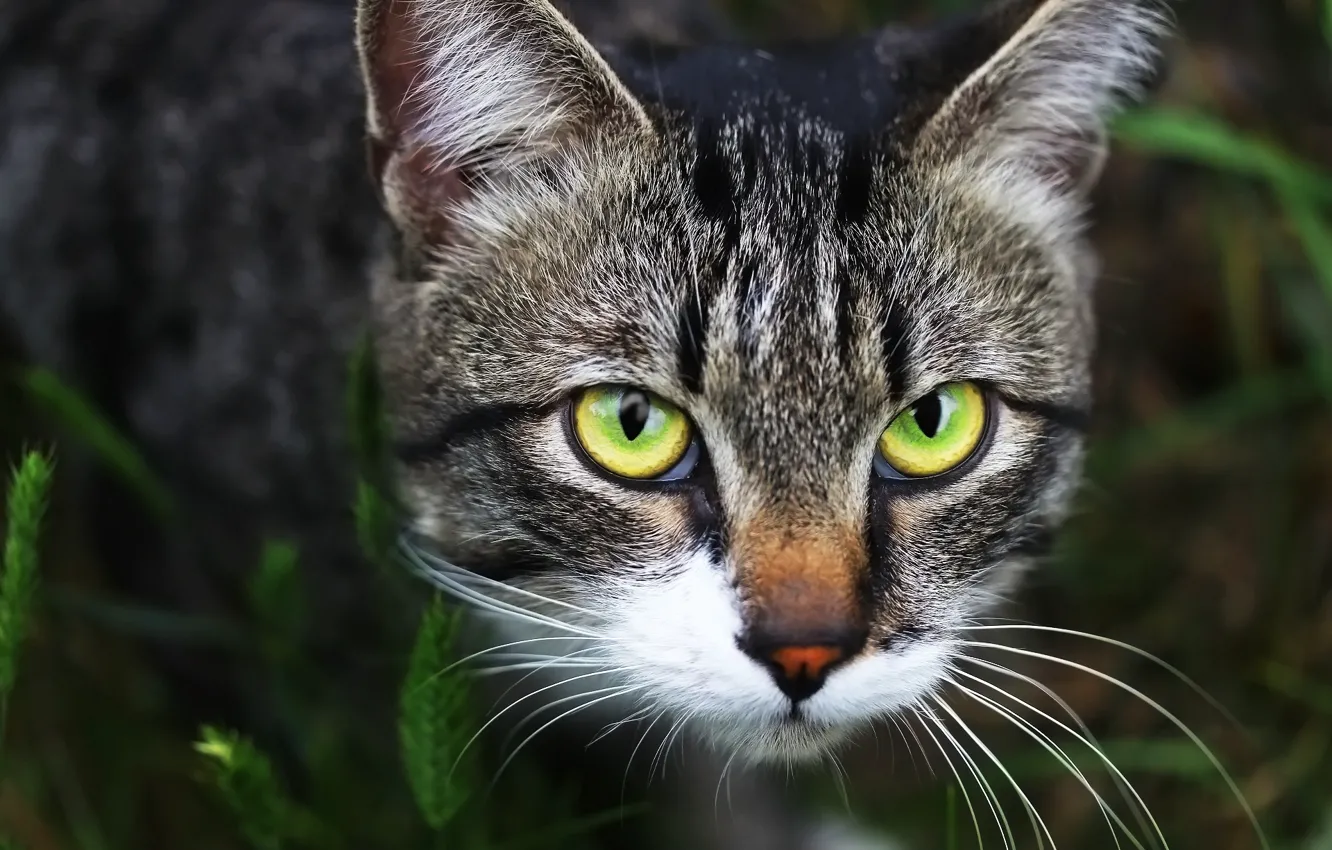 Photo wallpaper eyes, cat, look, weed, face