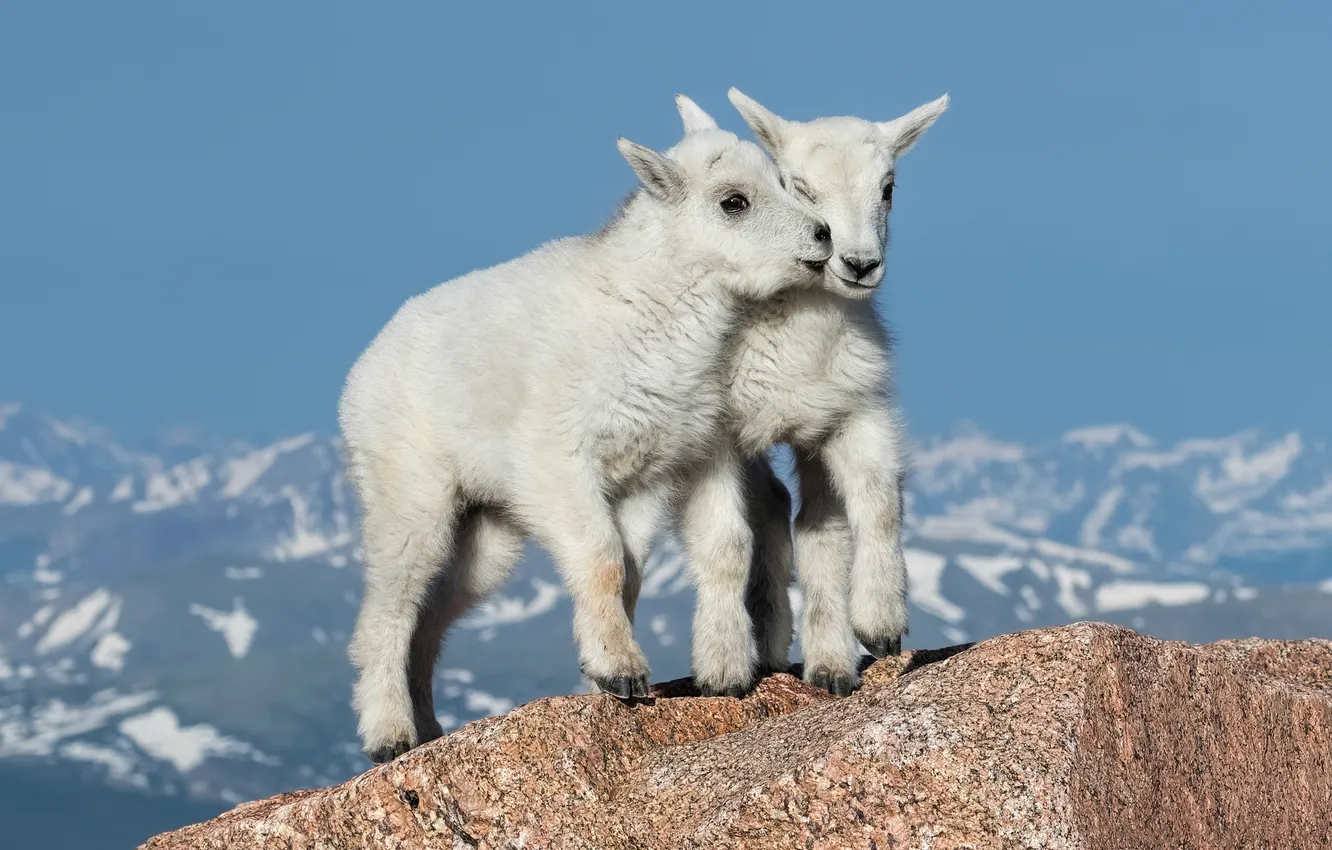 Photo wallpaper the sky, snow, mountains, blue, stones, rocks, tops, height