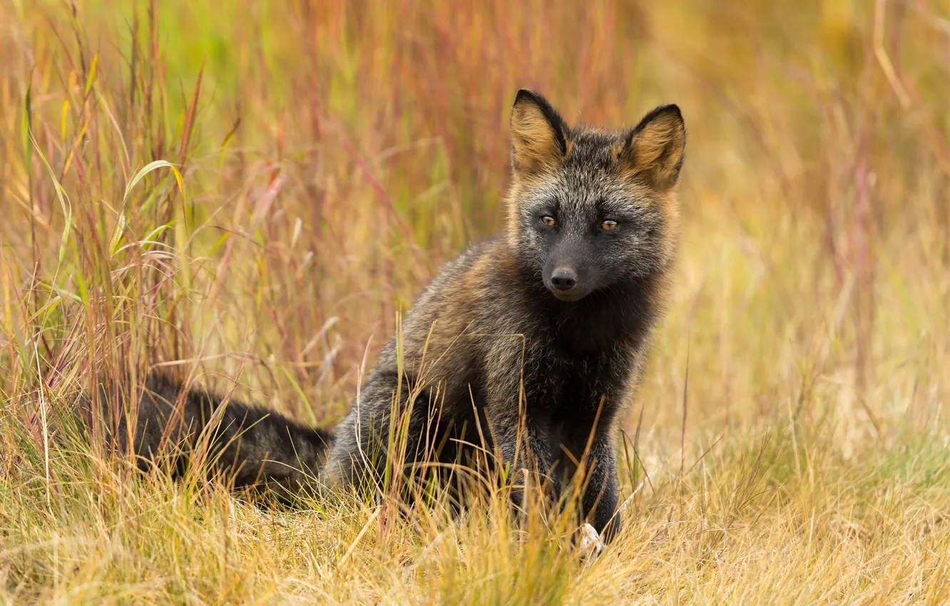 Photo wallpaper grass, look, glade, Fox, face, sitting, Fox, Fox