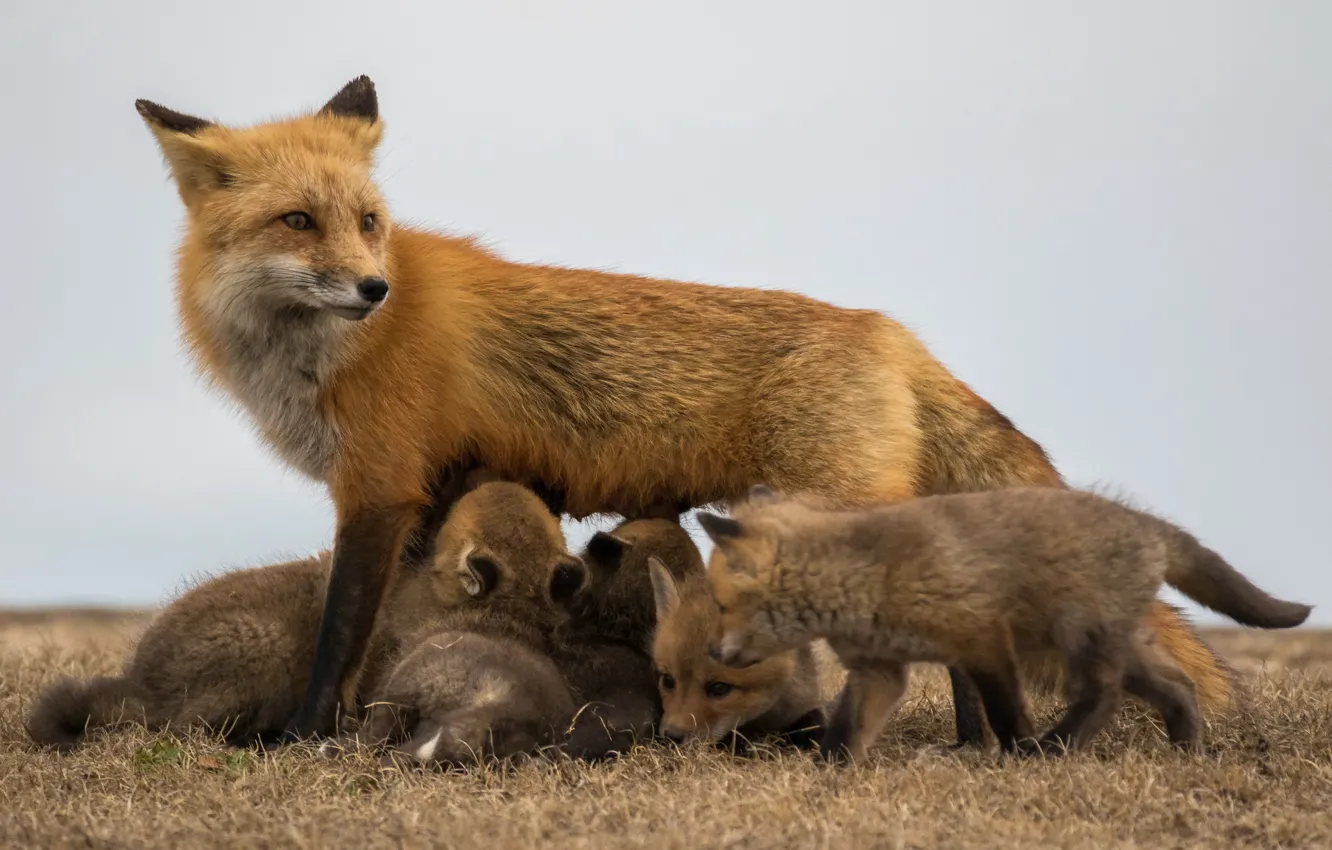 Photo wallpaper nature, background, Fox