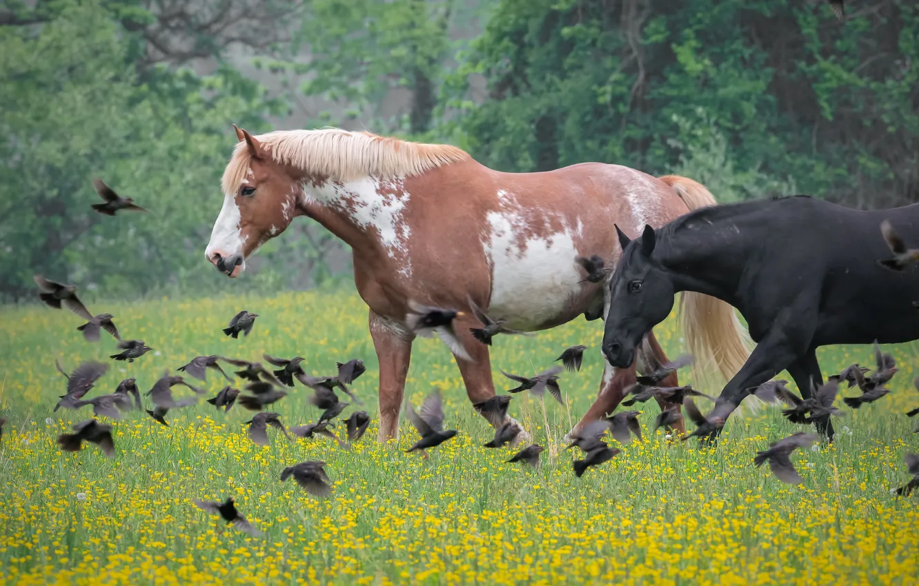 Photo wallpaper flowers, birds, nature, horses, horse, meadow, pair, a flock of birds