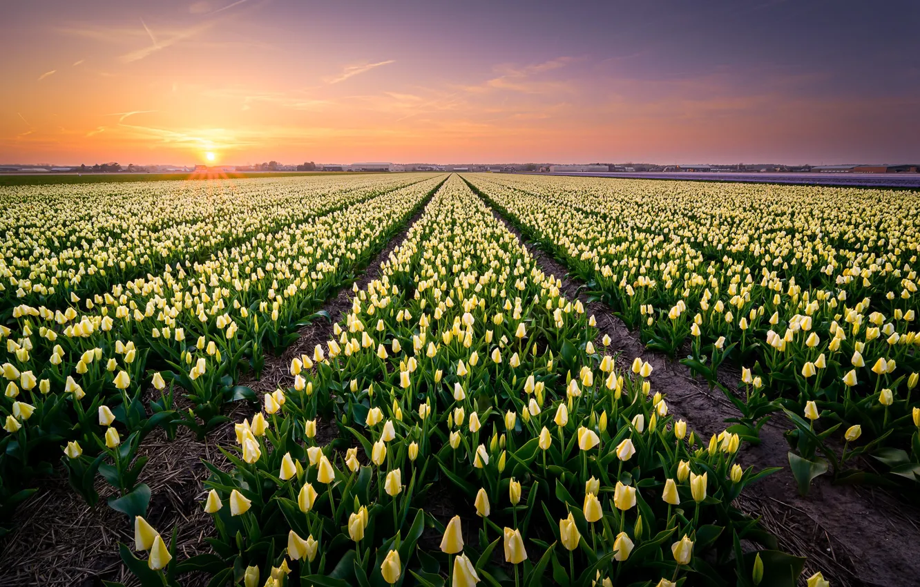 Photo wallpaper field, the sky, the sun, flowers, dawn, spring, yellow, tulips