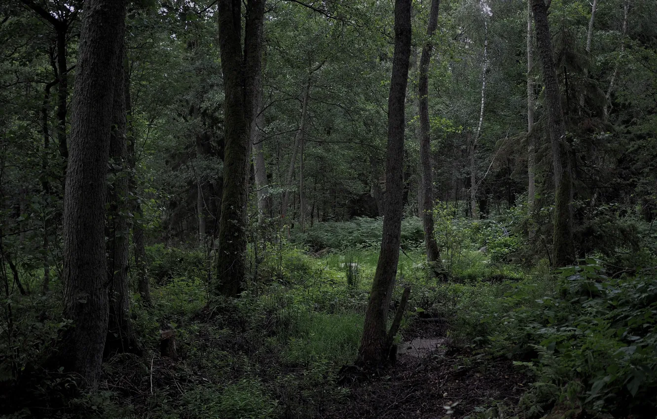 Photo wallpaper forest, grass, trees, nature