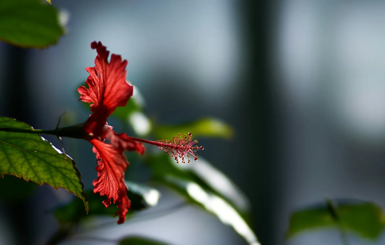 Photo wallpaper leaves, flowers, nature, plant, pistil, hibiscus