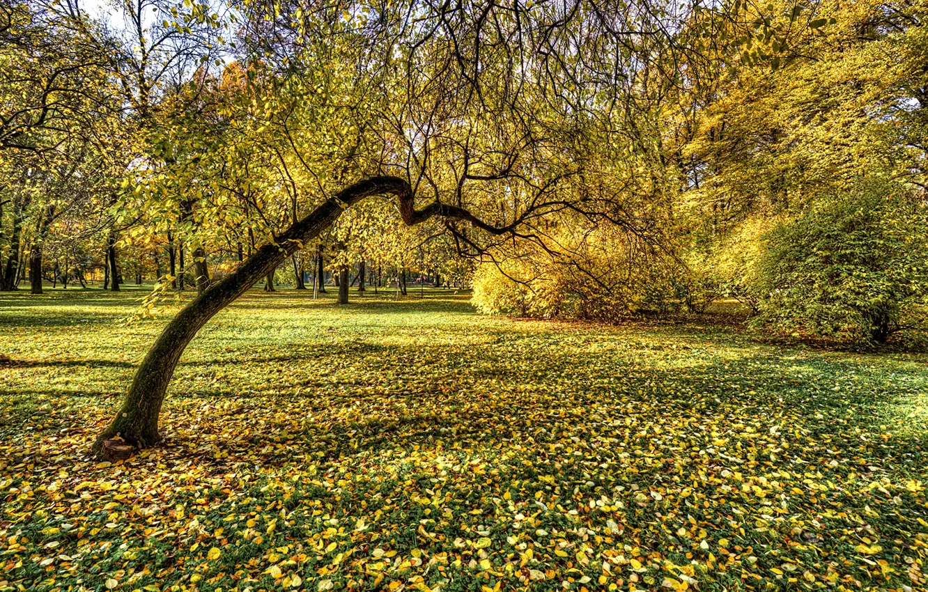 Photo wallpaper autumn, foliage, Saint Petersburg, Russia, Ekateringof