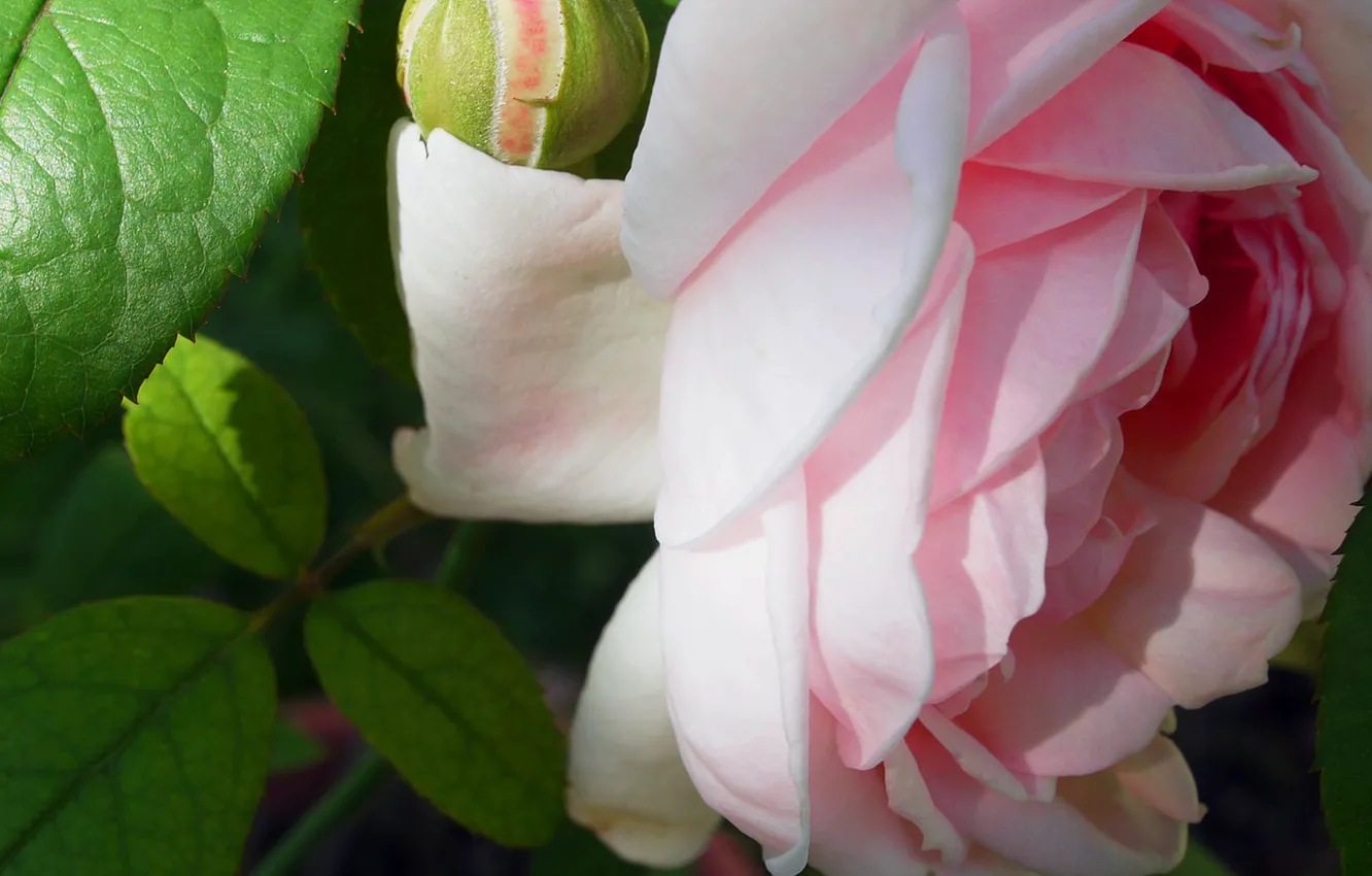Photo wallpaper leaves, close-up, pink rose, rosebud