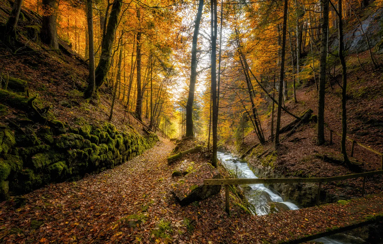 Photo wallpaper autumn, forest, trees, bridge, stream, Switzerland, river, fallen leaves