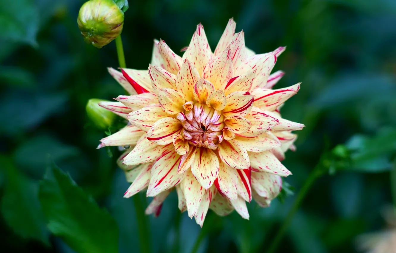 Photo wallpaper leaves, macro, flowers, background, petals, garden, buds, striped